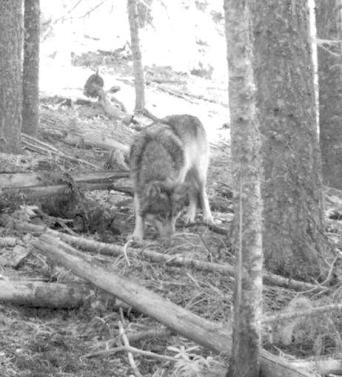 A photo from a hunter's trail camera appears to show OR7, the young male wolf that has traveled more than 3,000 miles since leaving his pack in northeastern Oregon. (Associated Press)