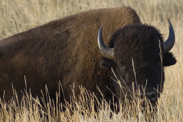 Ranches owned by Ted Turner Enterprises are home to 51,000 bison--the world's largest private herd.